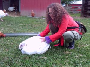 Sheryl massages a Farm Sanctuary resident