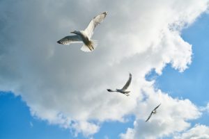 Three birds flying against white clouds in a blue sky