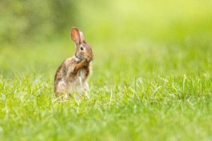 Rabbit in field with paw on face