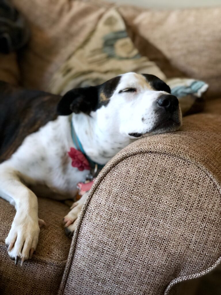 A relaxed dog snoozes with their chin on a couch arm.