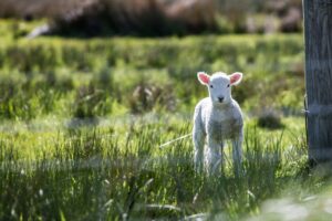 Adorable lamb standing in a green field