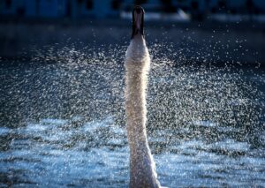 Photo shows a bird in water. The bird has a long neck, and only the neck to beak is visible, beak pointing upward, the bird shaking off water.