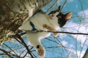 Photo shows a white cat who has black and brown markings leaning out from a tree trunk onto a small branch.