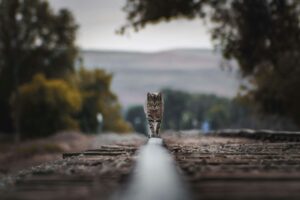 Photo shows a brown tabby cat in center frame and in focus walking and looking directly toward camera between old railroad ties. Int he background are trees and a mountain range.