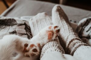 A cat's back paws rest on a person's socked feet. They look at ease.